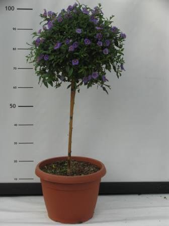 Solanum rantonetii en tige 35 h130